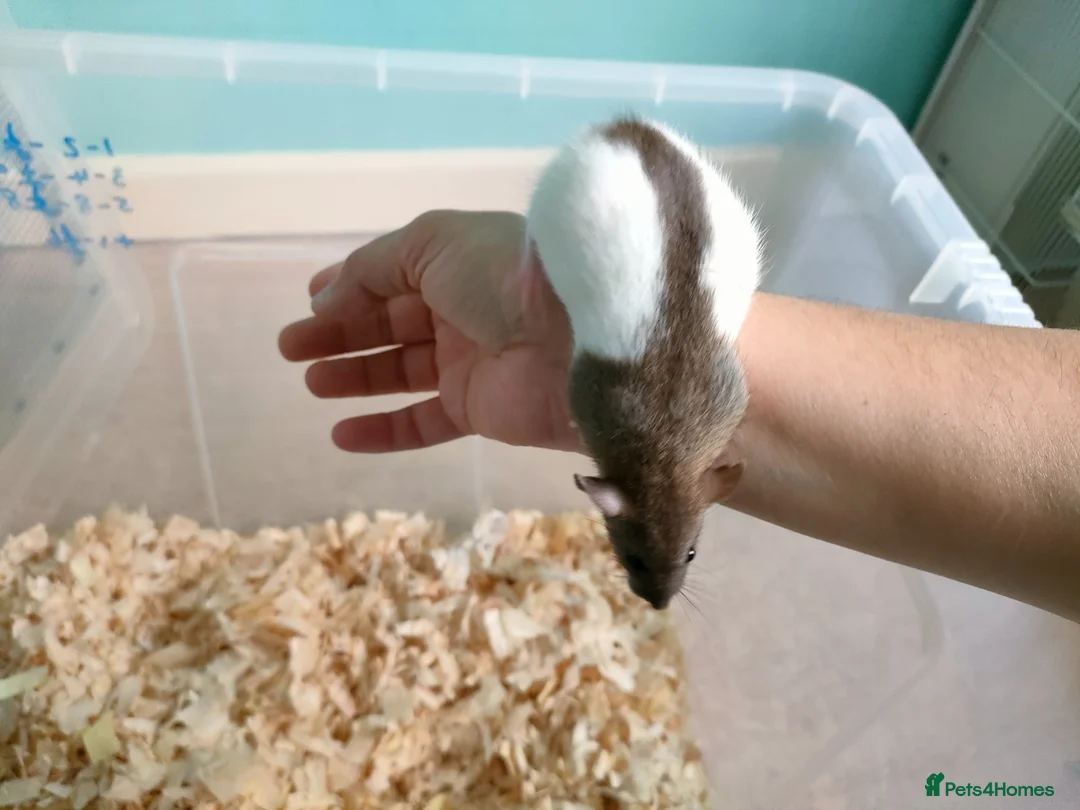 Rat rodents for sale: Baby hooded rats - Advert 13