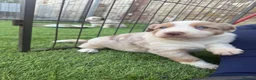 Border Collie dogs for sale: DNA CLEAR BORDER COLLIES  - Advert 7