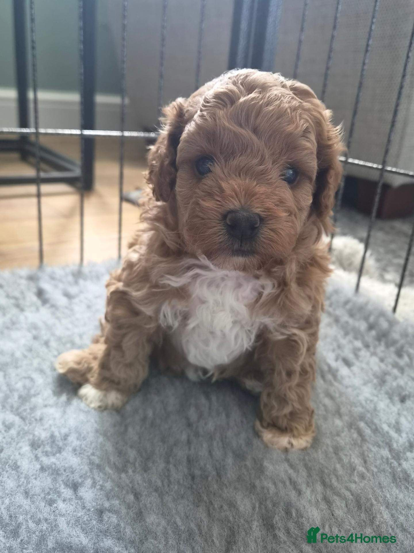 Cockapoo dogs Adorable Fox Red Cockapoo Pups Ready 17th October - Advert 2