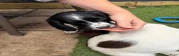 English Springer Spaniel dogs for sale: Engilish springer spaniel puppies  - Advert 34