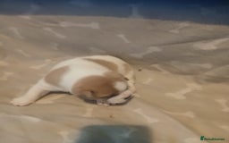 Mixed Breed dogs for sale: French bulldogs  - Image 6