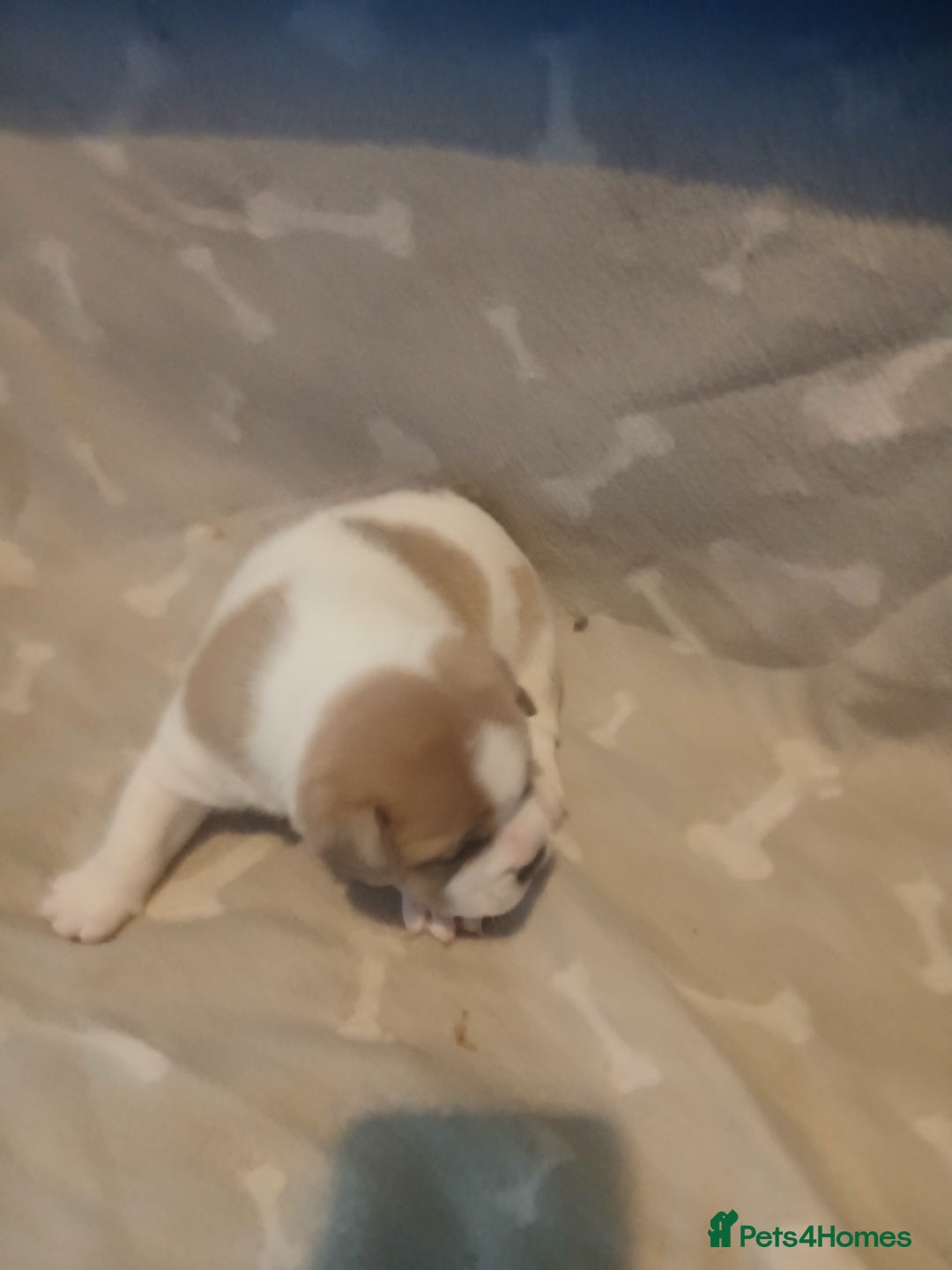 Mixed Breed dogs for sale: French bulldogs  - Image 6