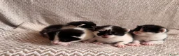 Mixed Breed cats for sale: 4x kittens  - Advert 5