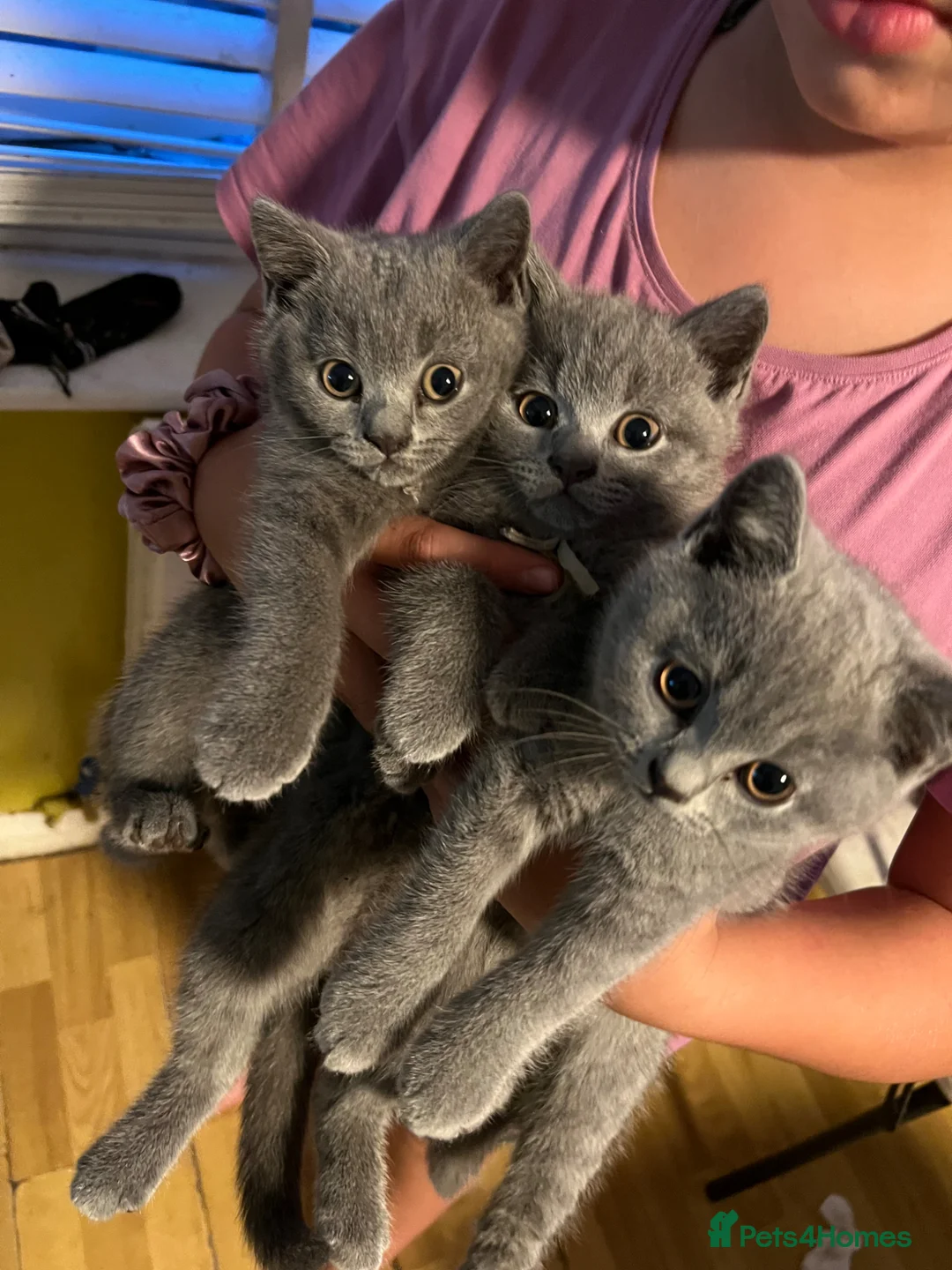 British Shorthair cats for sale: Beautiful British Shorthair kitten READY NOW! - Advert 2