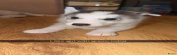Siberian Husky dogs for sale: Siberian Huskey pups  - Advert 5