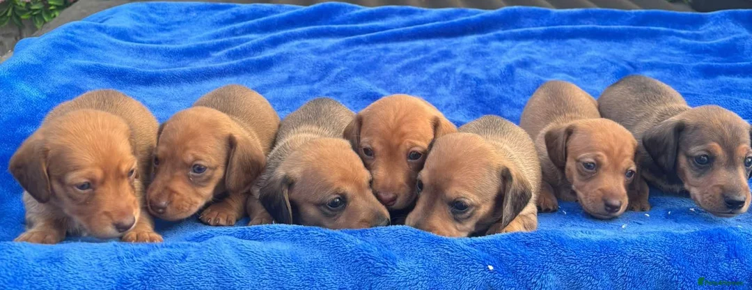 Miniature Dachshund dogs for sale: Quality Bred Health tested mini/pra clear  - Advert 1