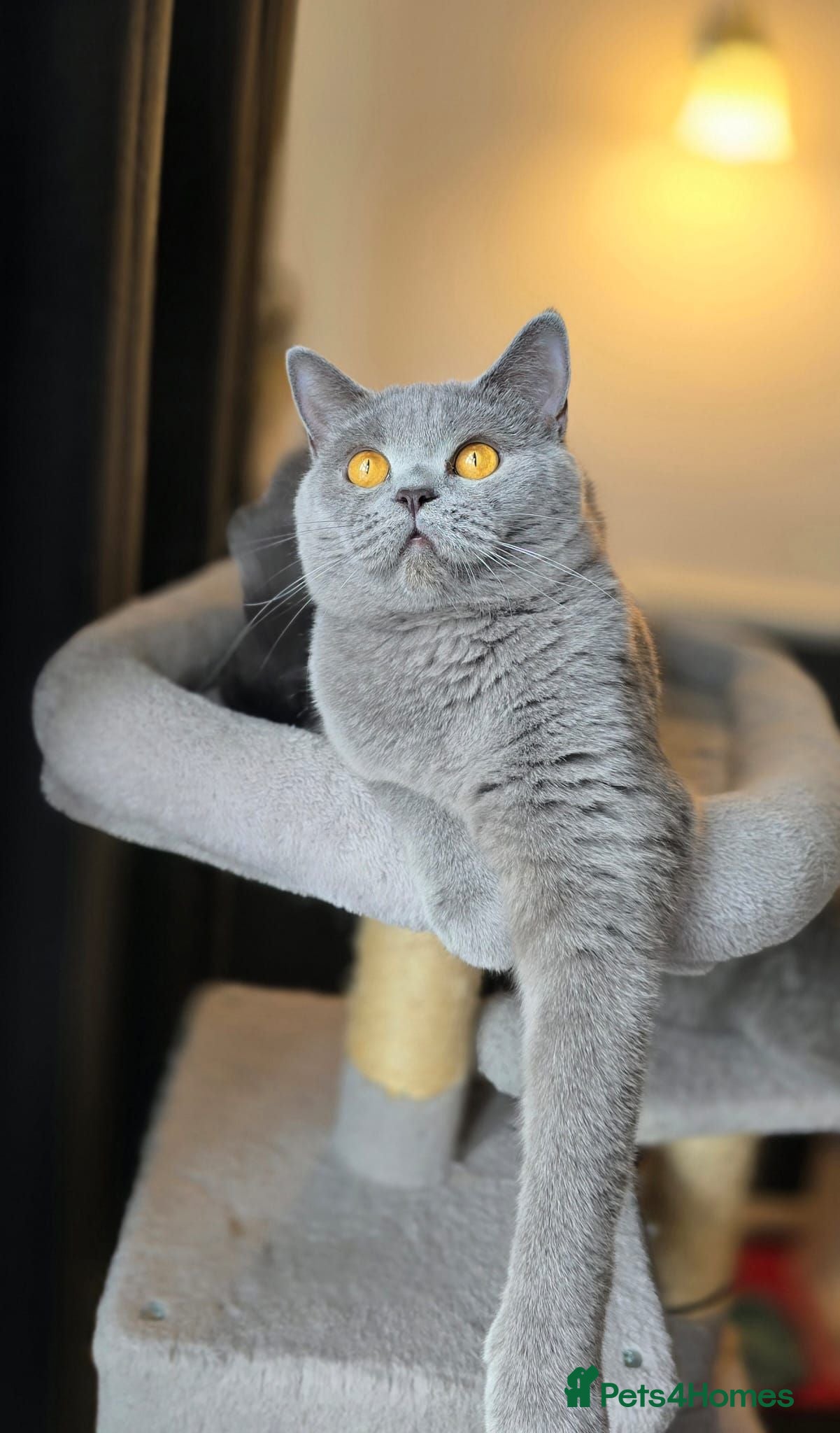 British Shorthair cats Gorgeous British shorthair girl - Advert 2