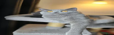 British Shorthair 1