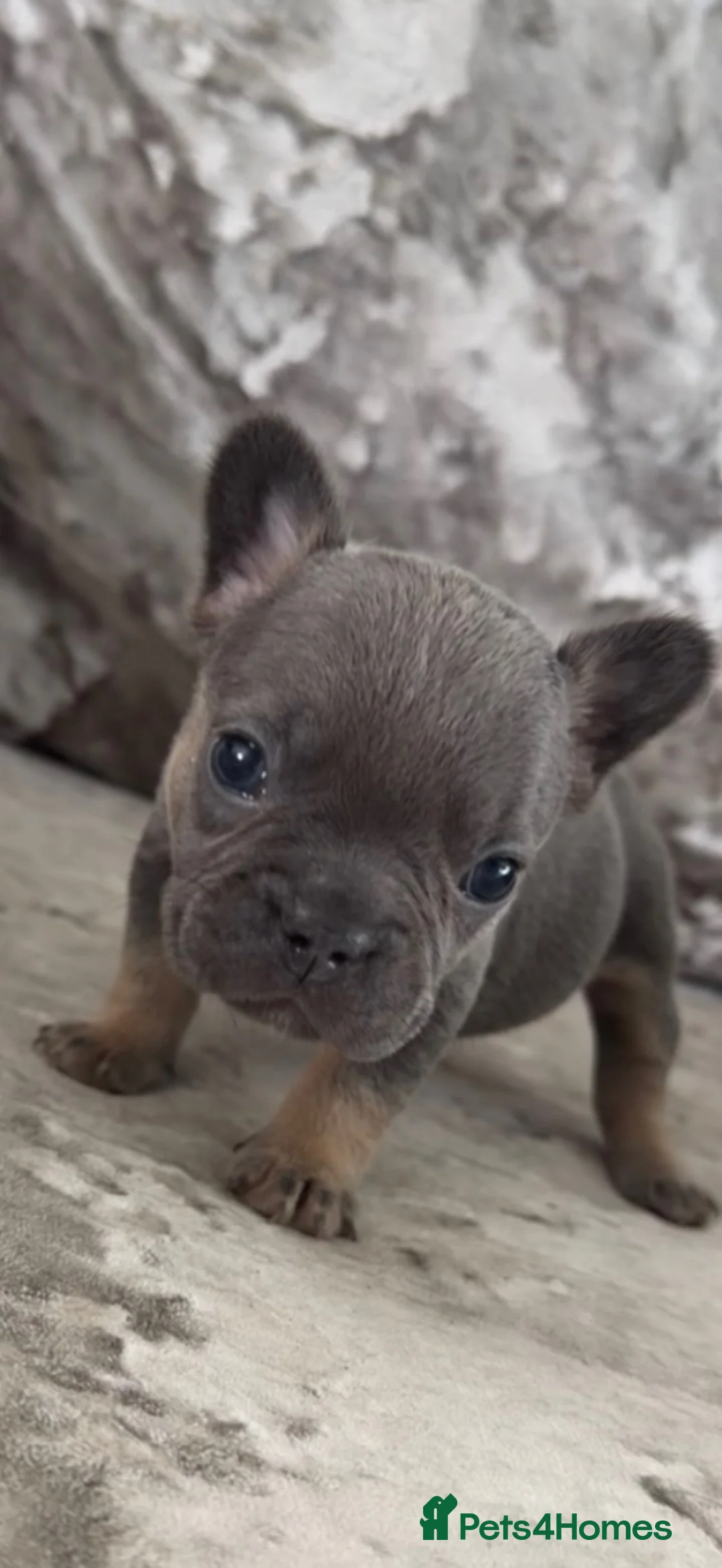 French Bulldog dogs for sale: Beautiful French Bulldog Puppies  - Advert 12