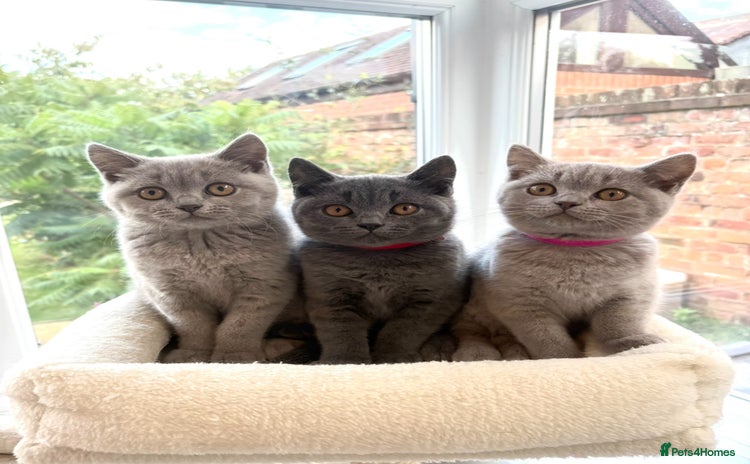 British Shorthair cats - Advert 12