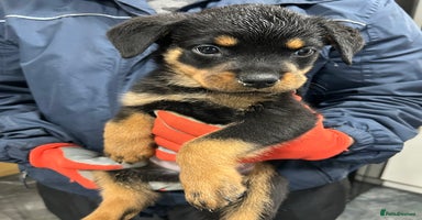 Rottweiler dogs - Advert 7