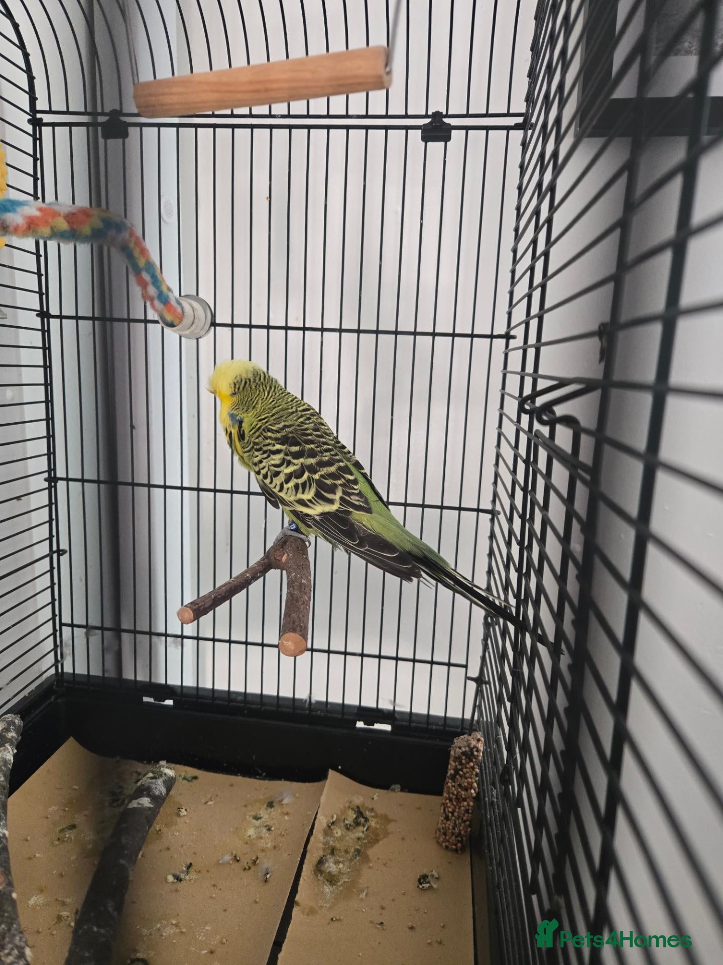 Budgerigars birds for sale: Male budgie  - Advert 2