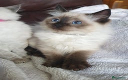 Ragdoll cats for sale: Beautiful GCCF Registered Ragdoll Kittens. - Image 8