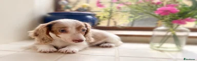 Miniature Dachshund 2