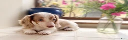 Miniature Dachshund dogs for sale: Miniature dachshunds  - Advert 7