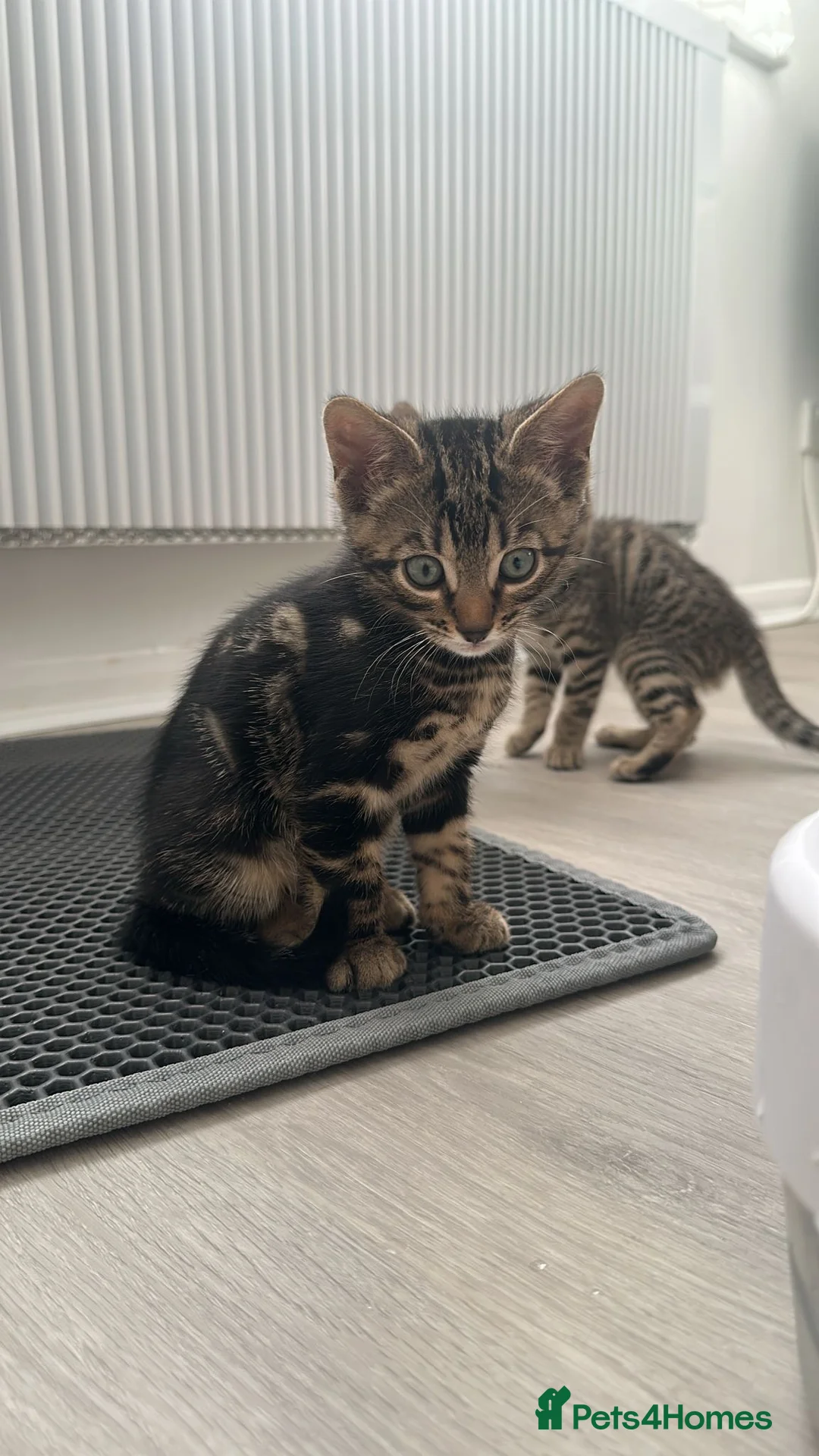 Mixed Breed cats for sale: TICA Registered Bengal x Russian Blue Kittens - Advert 26