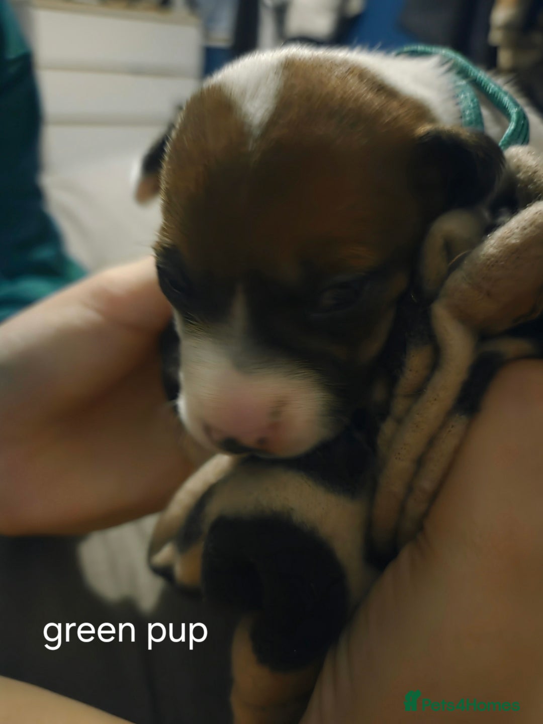 Jack Russell dogs for sale: Jack russell puppies - Advert 19