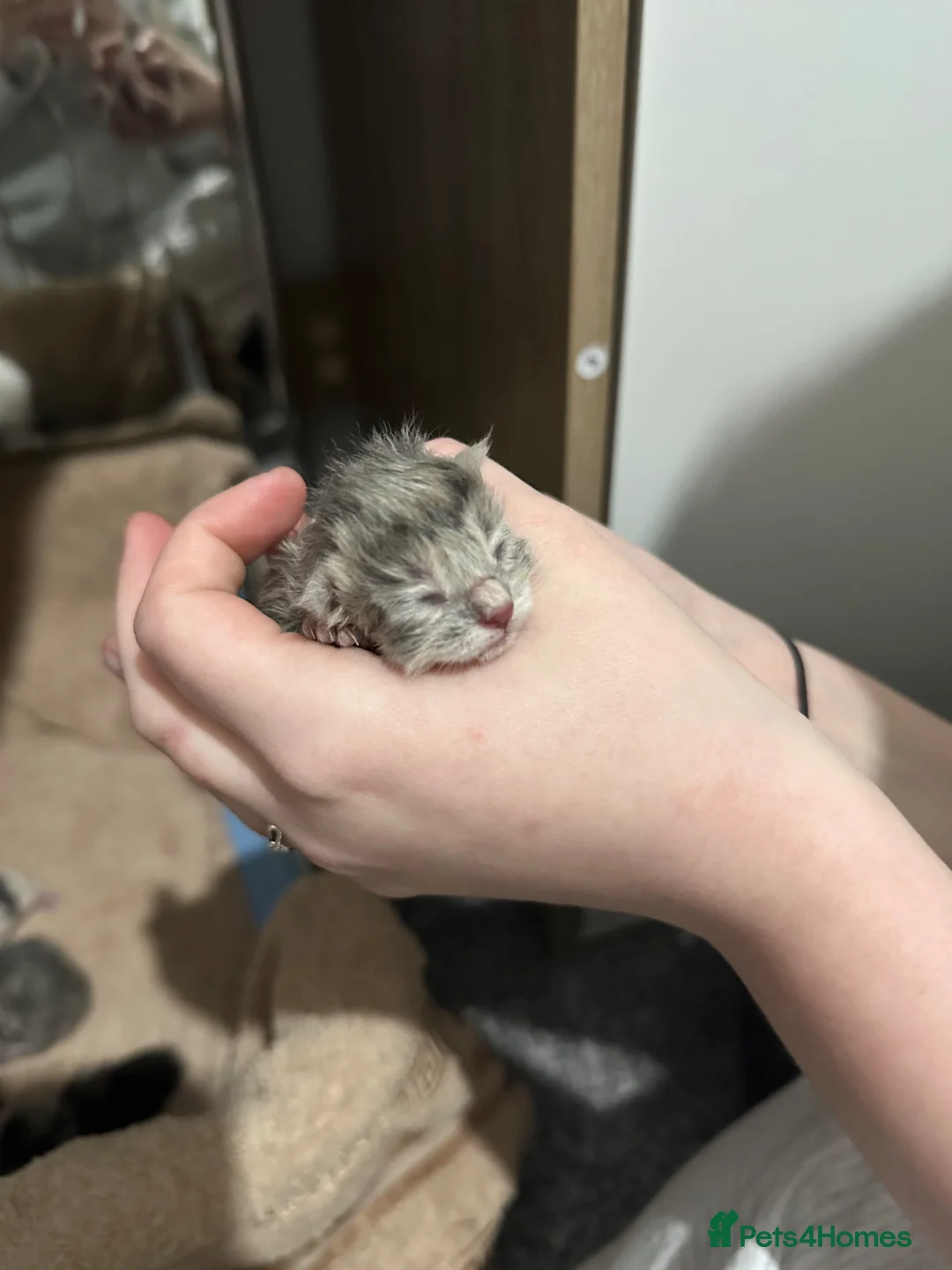 Mixed Breed cats for sale: Persian Mainecoon Kittens in Bow Street - Advert 5