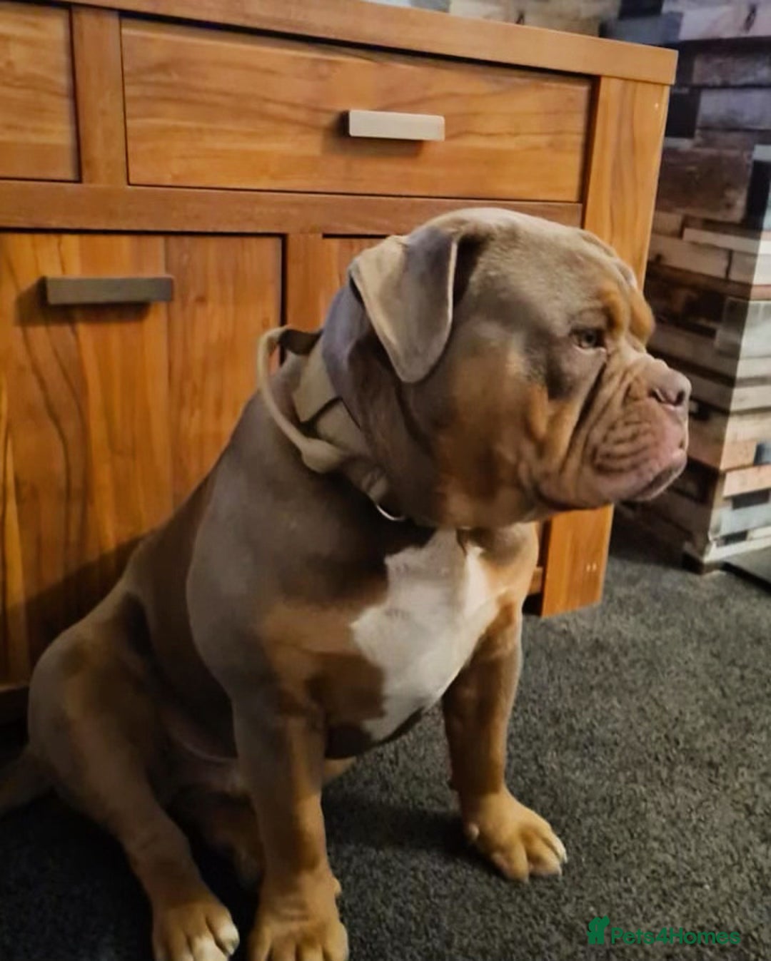 Olde English Bulldogge dogs for stud: 💥olde English bulldog stud💥 - Image 8