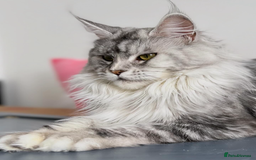 Maine Coon cats for sale: Meet This Special Maine Coon Girl - Image 9