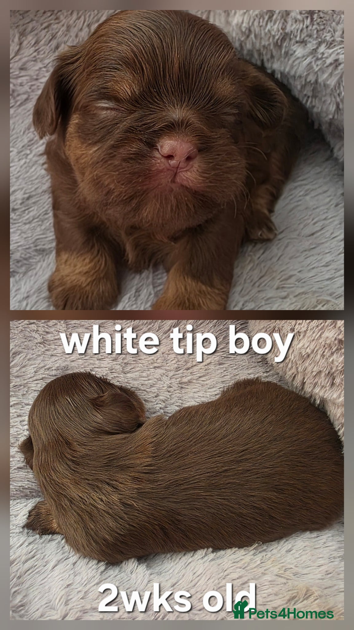 Shih Tzu dogs Imperial Chocolate Shih Tzu puppies - Advert 1
