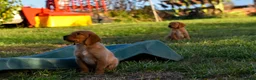 Goldador dogs for sale: Beautiful Red Goldador KC Reg Parents - Advert 4