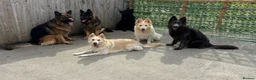 German Shepherd dogs for sale: Apricot/Cream GSD FEMALE  - Advert 34