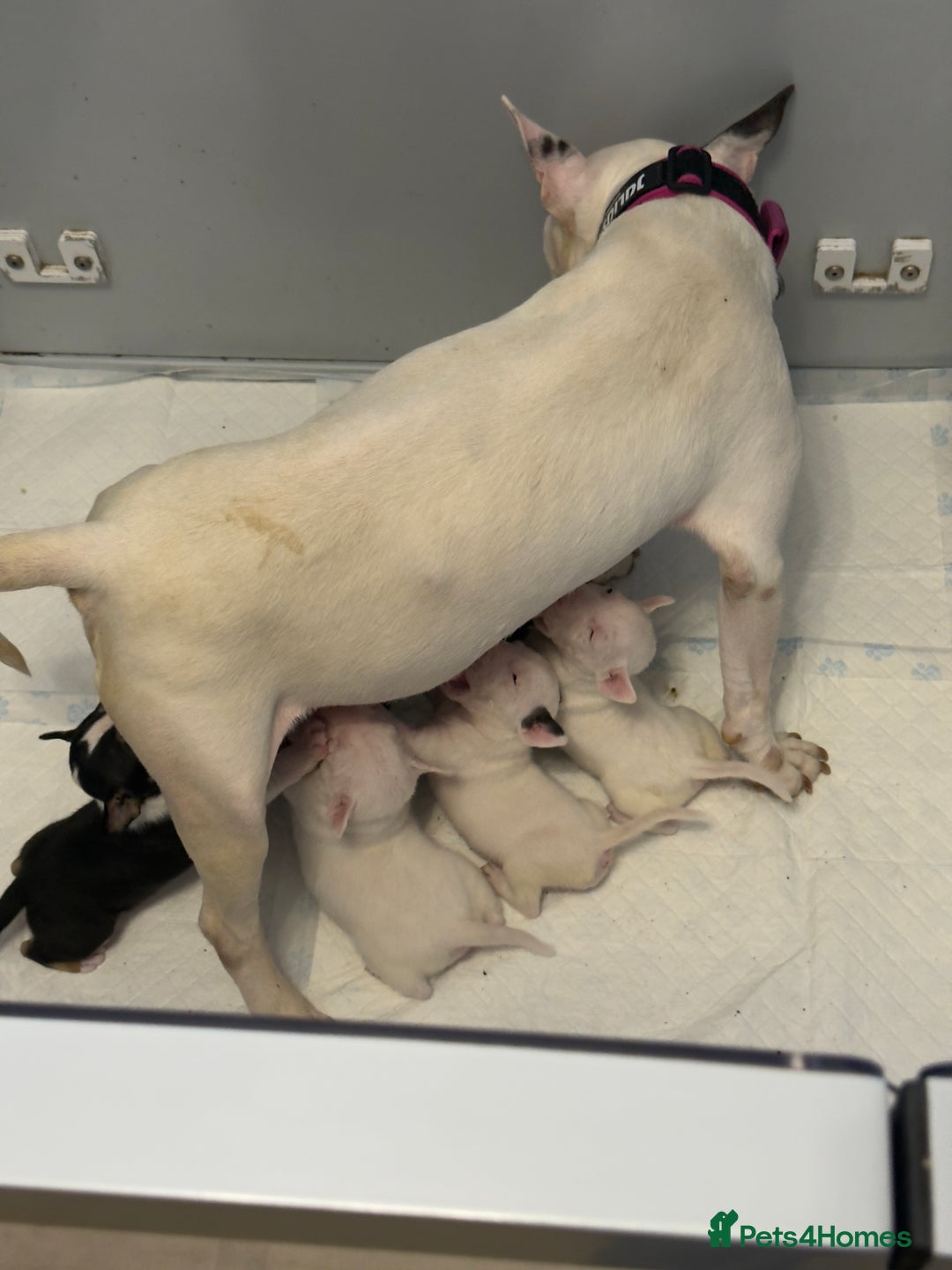 English Bull Terrier dogs for sale: Ready to leave now 7 English Bullterrier puppys - Image 17