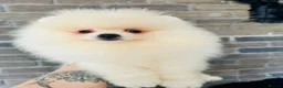 Pomeranian dogs for sale: KC white pomeranian pups ready now !  - Advert 3