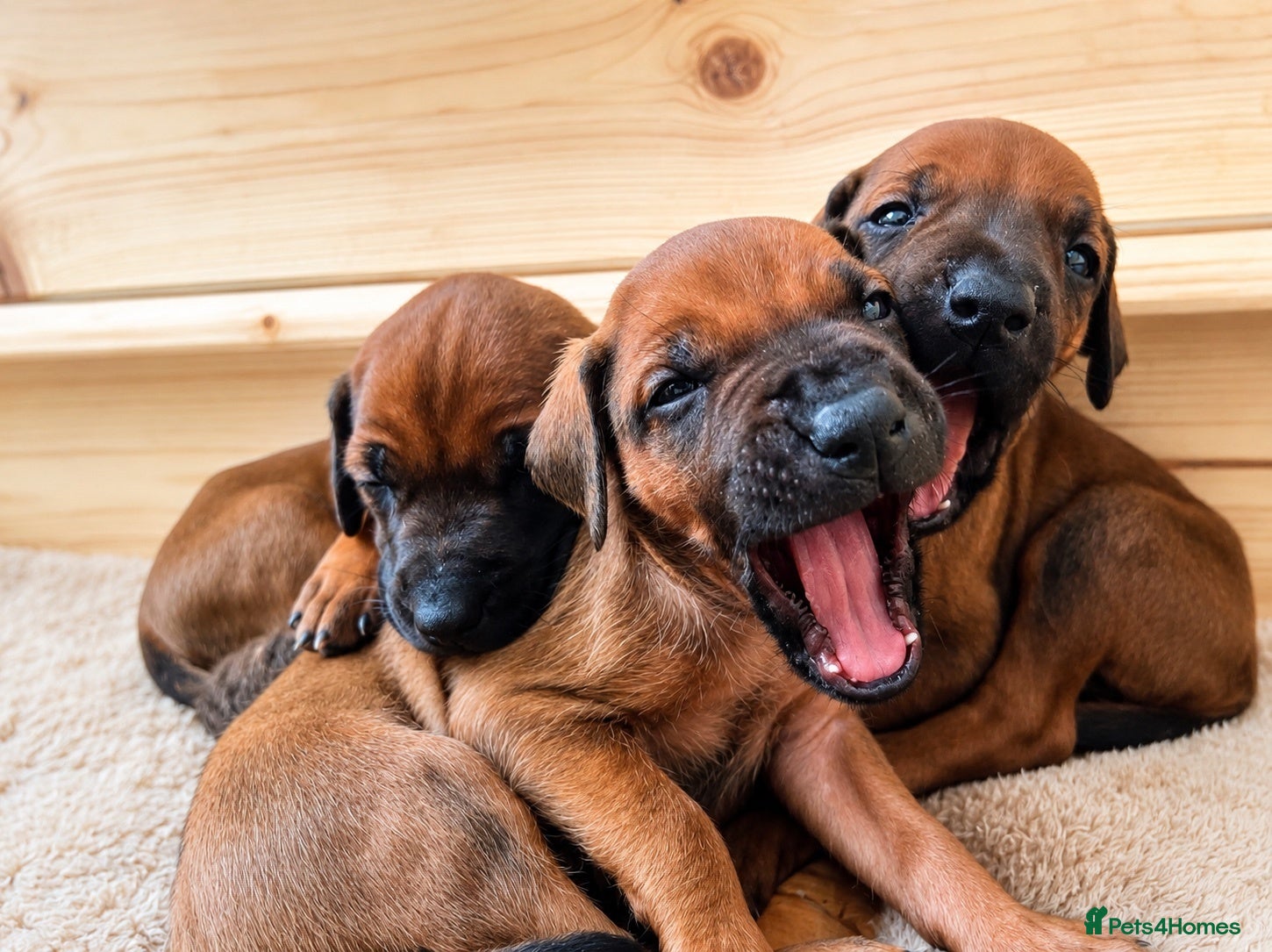 Rhodesian Ridgeback dogs Rhodesian Ridgeback girls looking for loving homes - Advert 2
