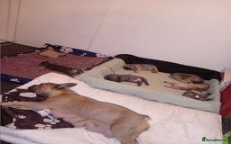French Bulldog dogs for sale: French bulldog - Image 6