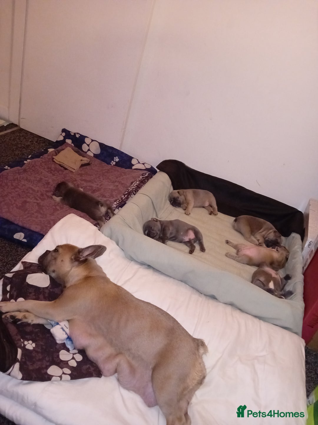 French Bulldog dogs for sale: French bulldog - Image 6