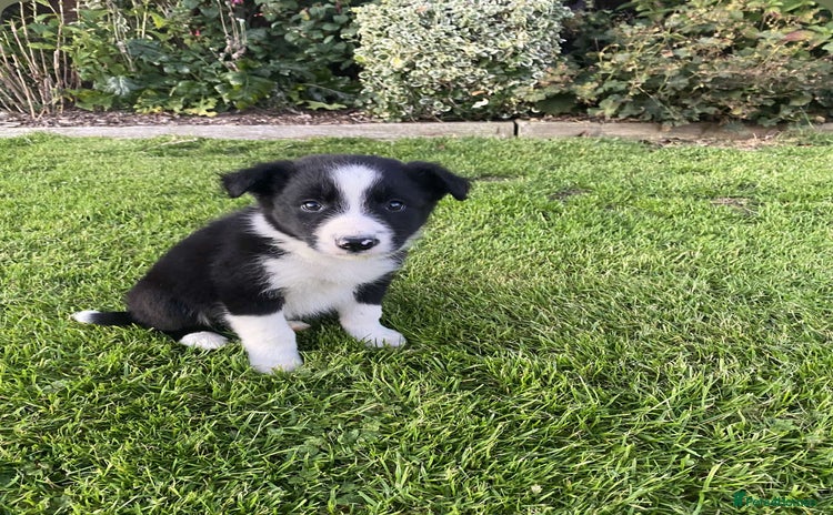 Border Collie dogs - Advert 4