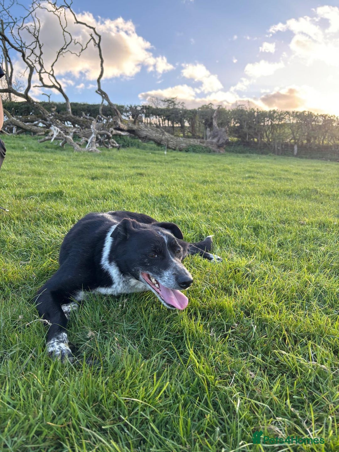 Border Collie dogs for sale:  Collie bitch - Advert 4