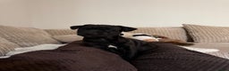 Patterdale Terrier dogs for sale: Hugo Patterdale Terrier Puppy - Advert 3