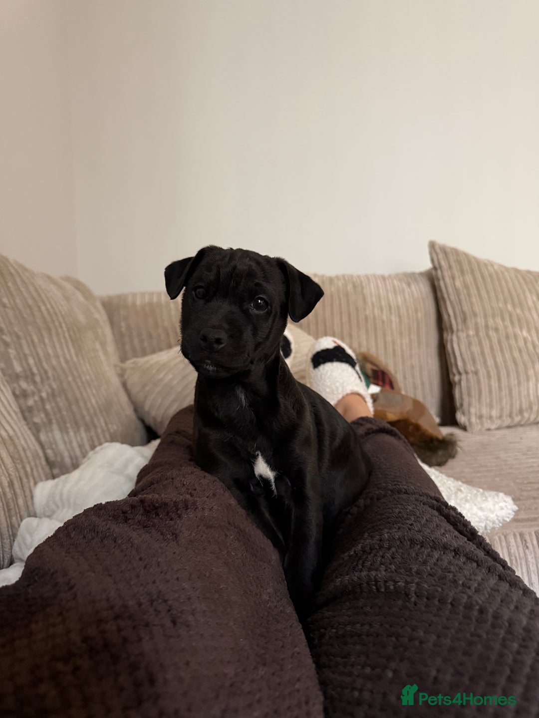 Patterdale Terrier dogs for sale: Hugo Patterdale Terrier Puppy - Advert 3