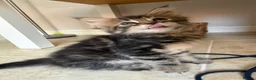 Maine Coon cats for sale: Maine coon cross kittens - Advert 15