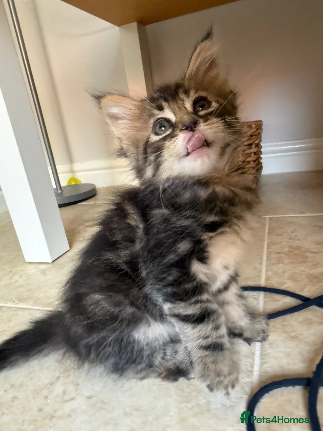 Maine Coon cats for sale: Maine coon cross kittens - Advert 15