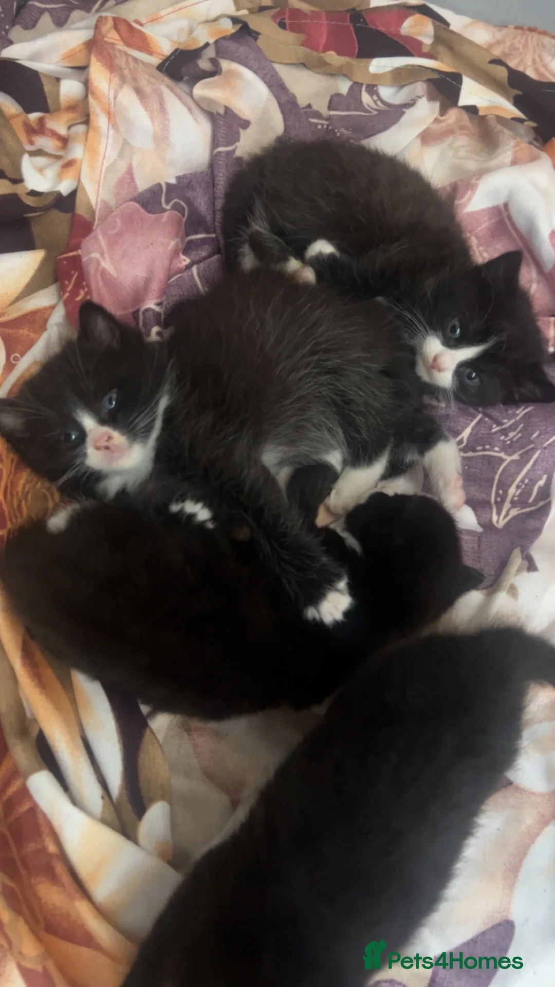 Mixed Breed cats for sale: Black & White Kittens — Loving Homes - Advert 1