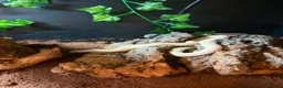 Garter Snake reptiles for sale: Garter snakes x2, with vivarium/full setup. - Advert 1
