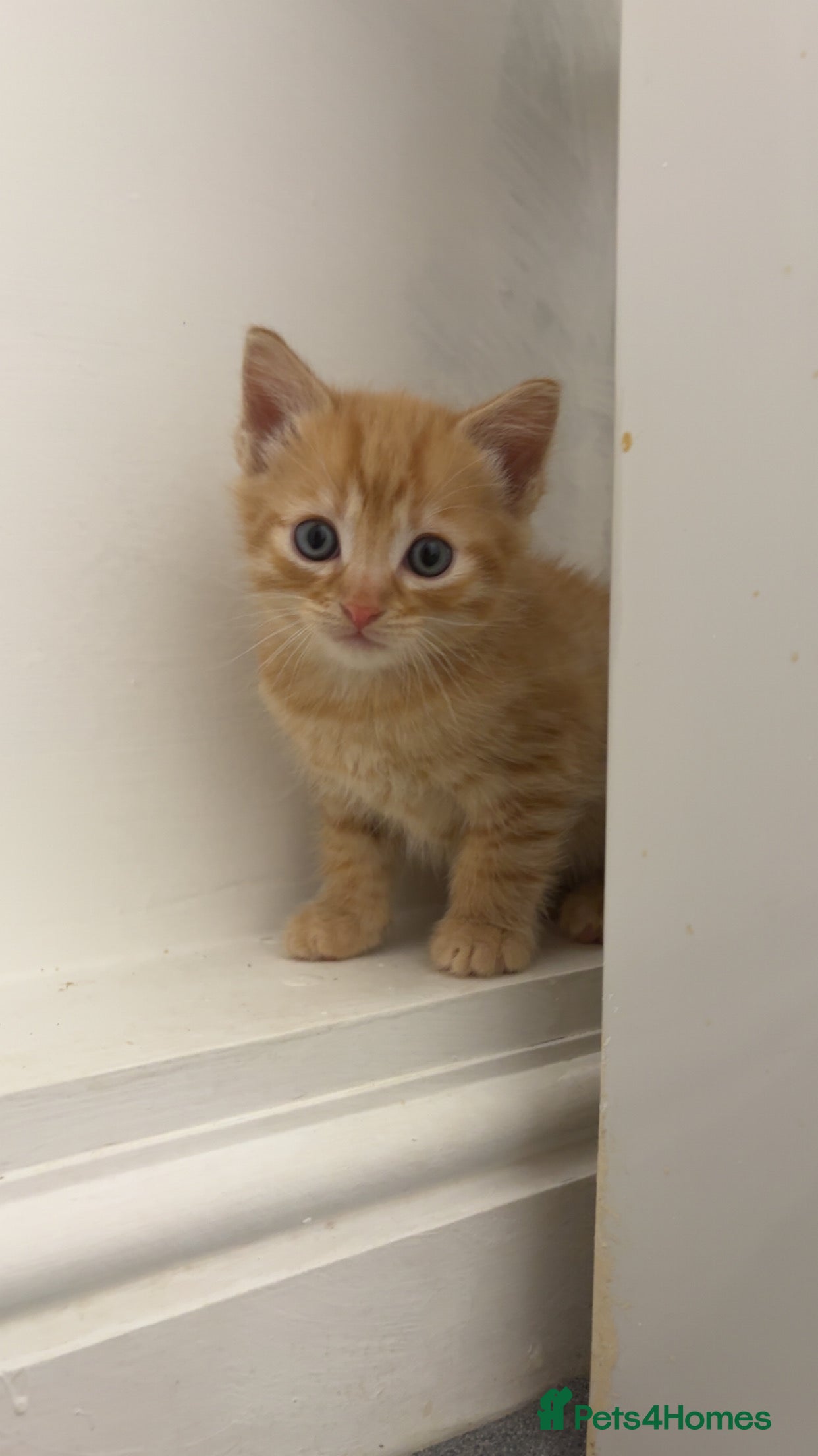 European cats American shorthair cross European shorthair kitten - Advert 3