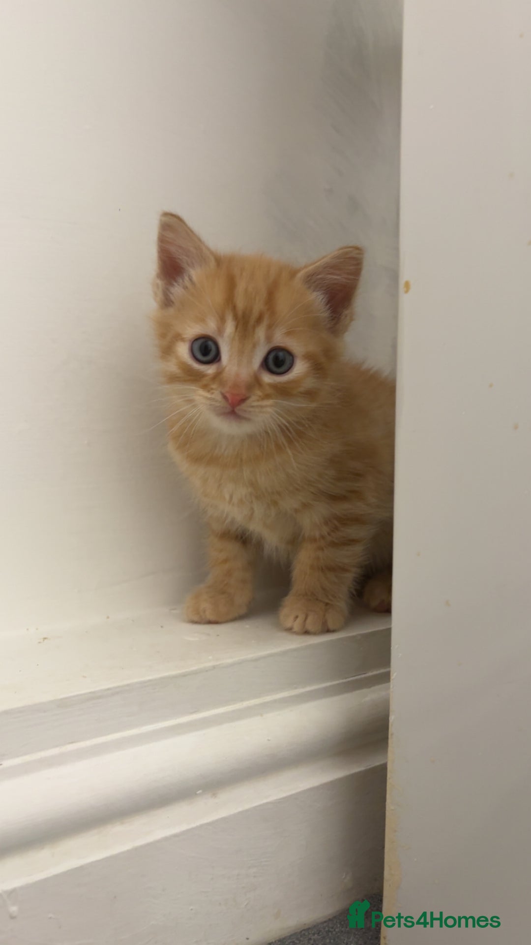 European cats for sale: American shorthair cross European shorthair kitten - Advert 1