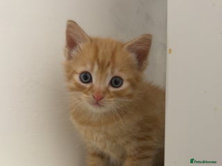 European cats American shorthair cross European shorthair kitten - Advert 16