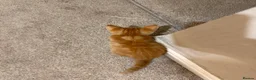 Mixed Breed cats for sale: Two gorgeous boys - Advert 11