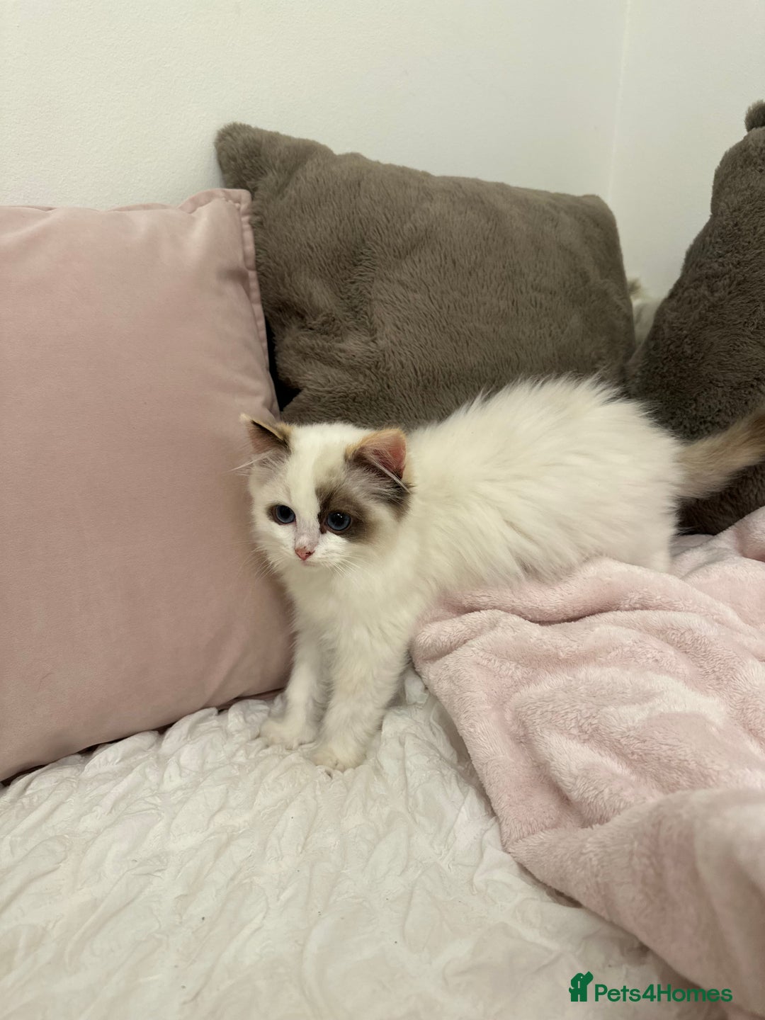 Ragdoll cats for sale: Gorgeous full pedigree ragdoll kittens - Advert 9