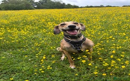Mixed Breed dogs for sale: Beautiful saluki x greyhound for adoption - Image 7