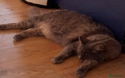 Maine Coon cats for sale: Maine coon ragdoll cross 6 yrs - Image 1