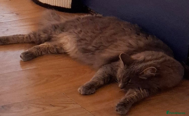 Maine Coon cats - Advert 6