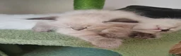 Ragdoll cats for sale: Adorable Ragdoll x Siberian mix kittens - Advert 17