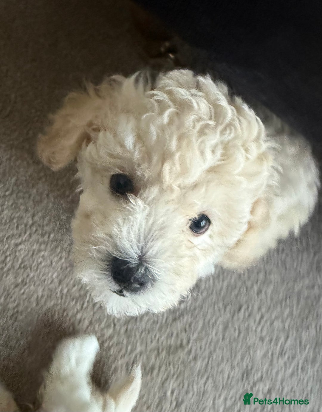 Maltipoo dogs for sale: Ready now - 1 boy left F1B Maltipoo Puppy 💜🐾 - Advert 31